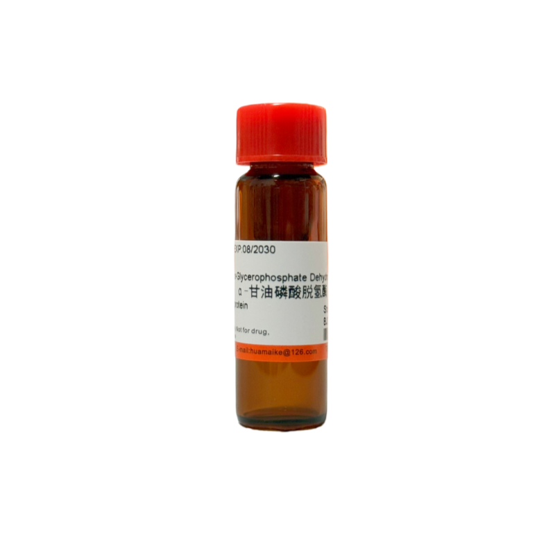 α-甘油磷酸脱氢酶（酶活：100-300 u/mg）